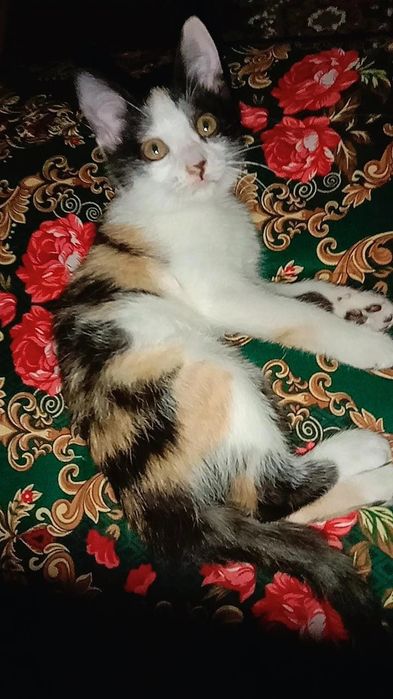 Продам котенок домашний