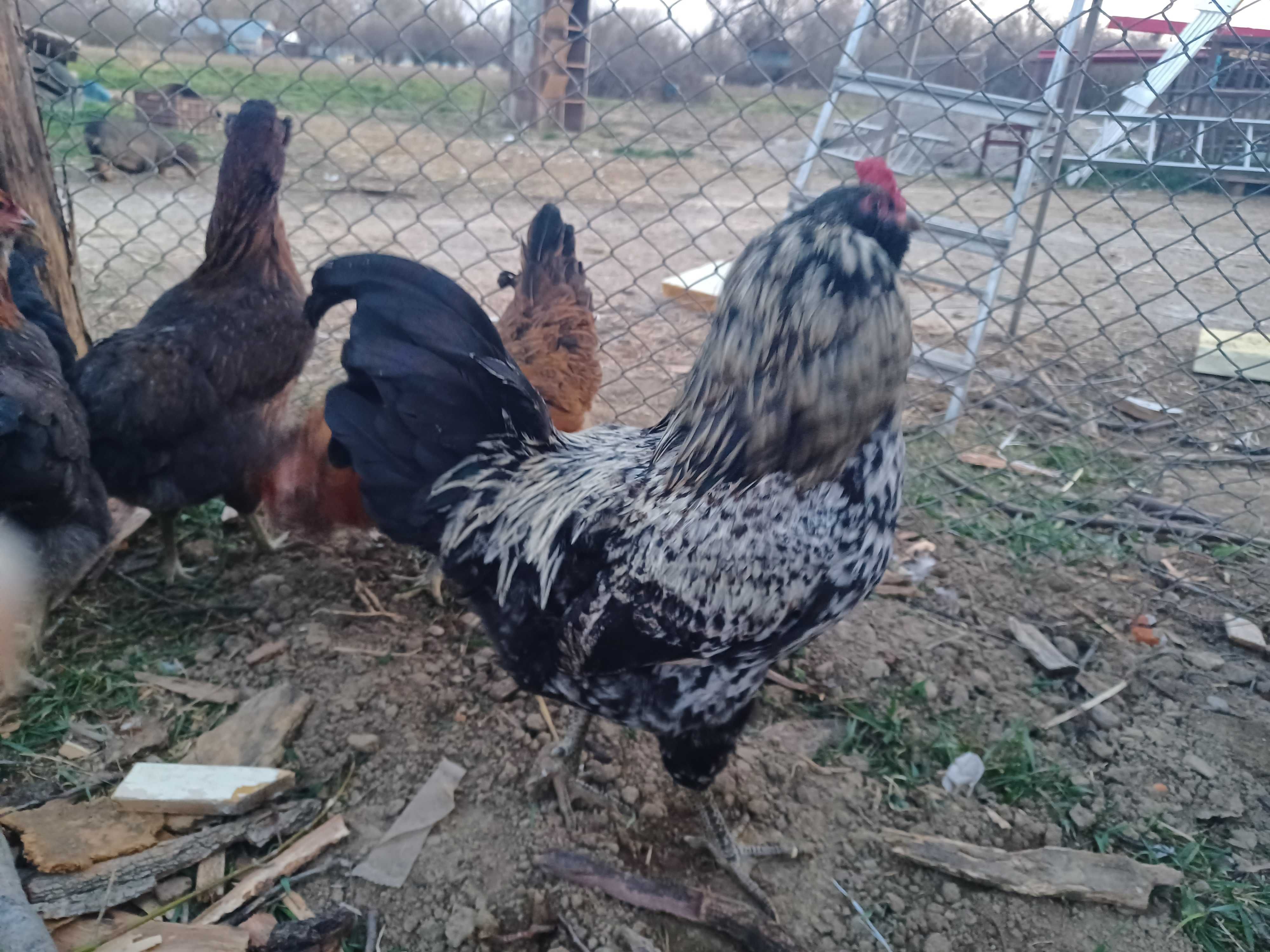 Oua de ameraucana