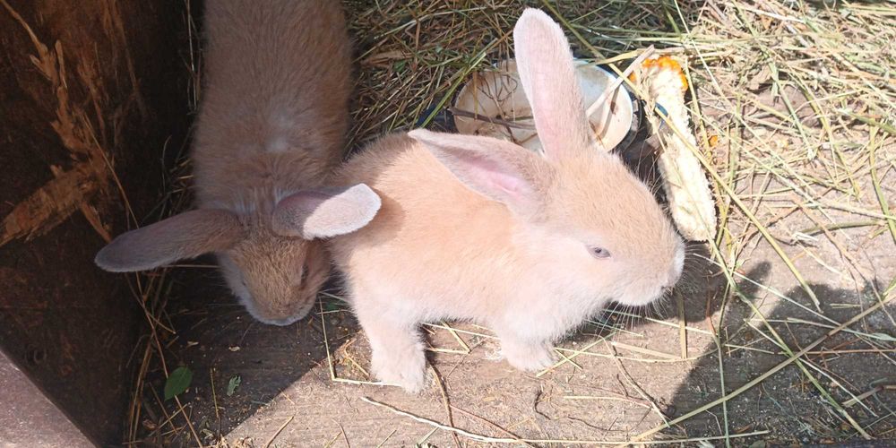 Vand iepuri rasa mixta