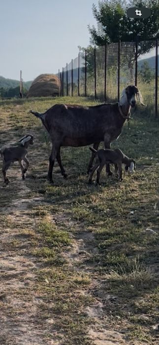 Capra anglo nubiana cu pedigree