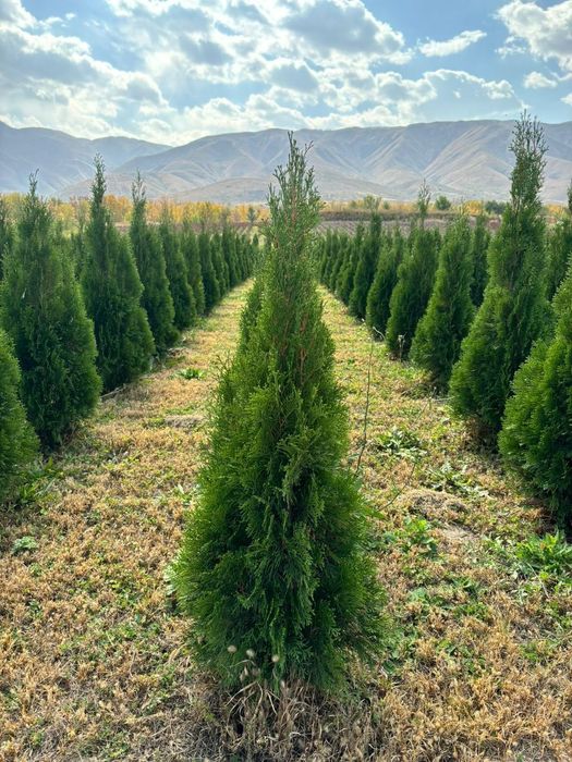 Туиа смарагд Туя от питомника