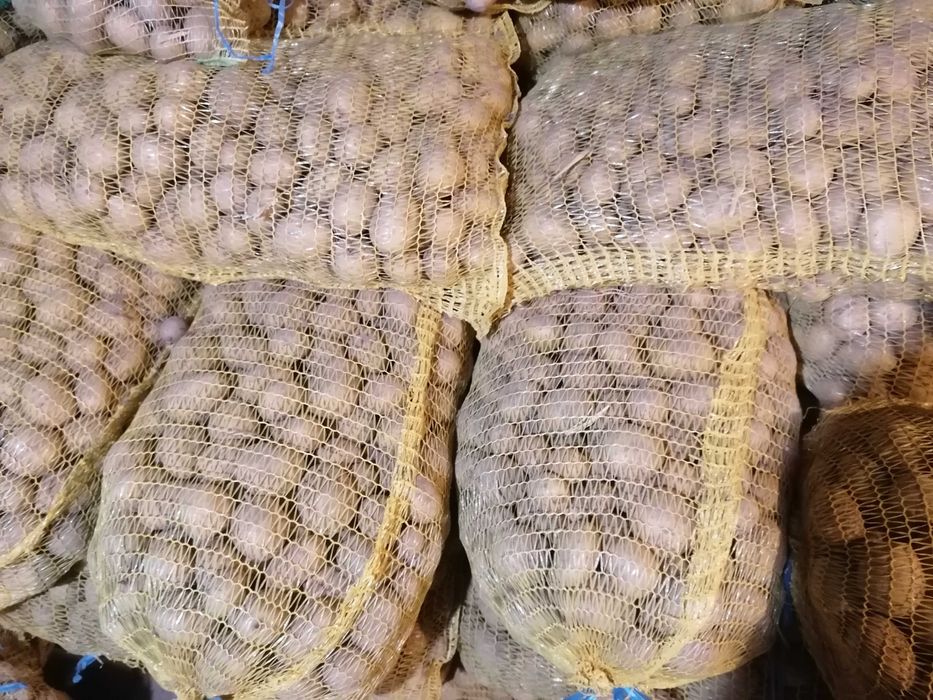 Картоф за семе сорт сорая.