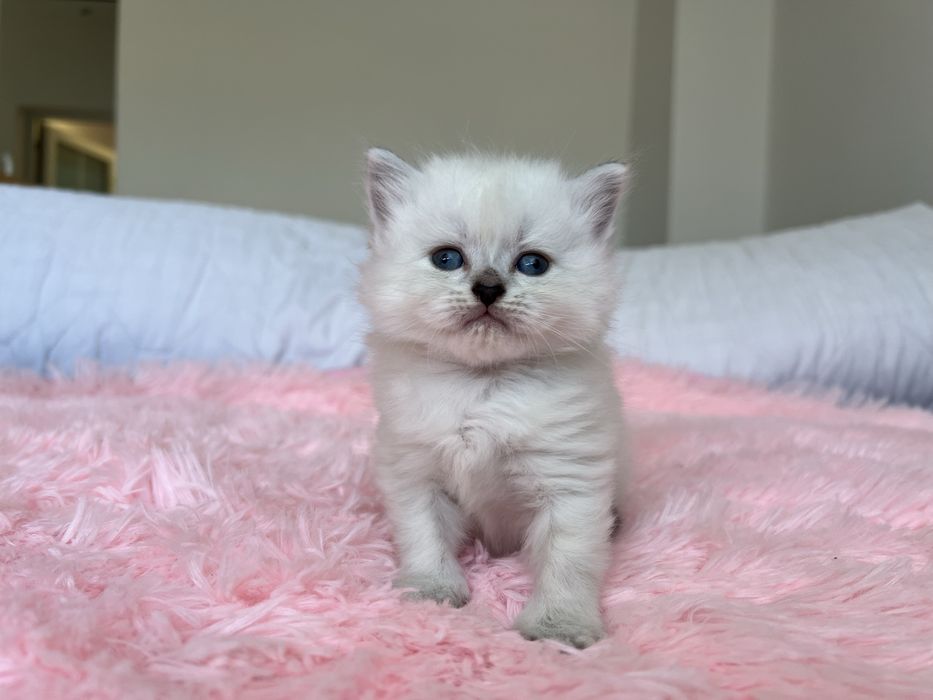 Pisici – 4 săptămâni – doar de rezervat.