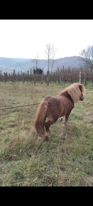 Vând ponei armăsar de 7 ani