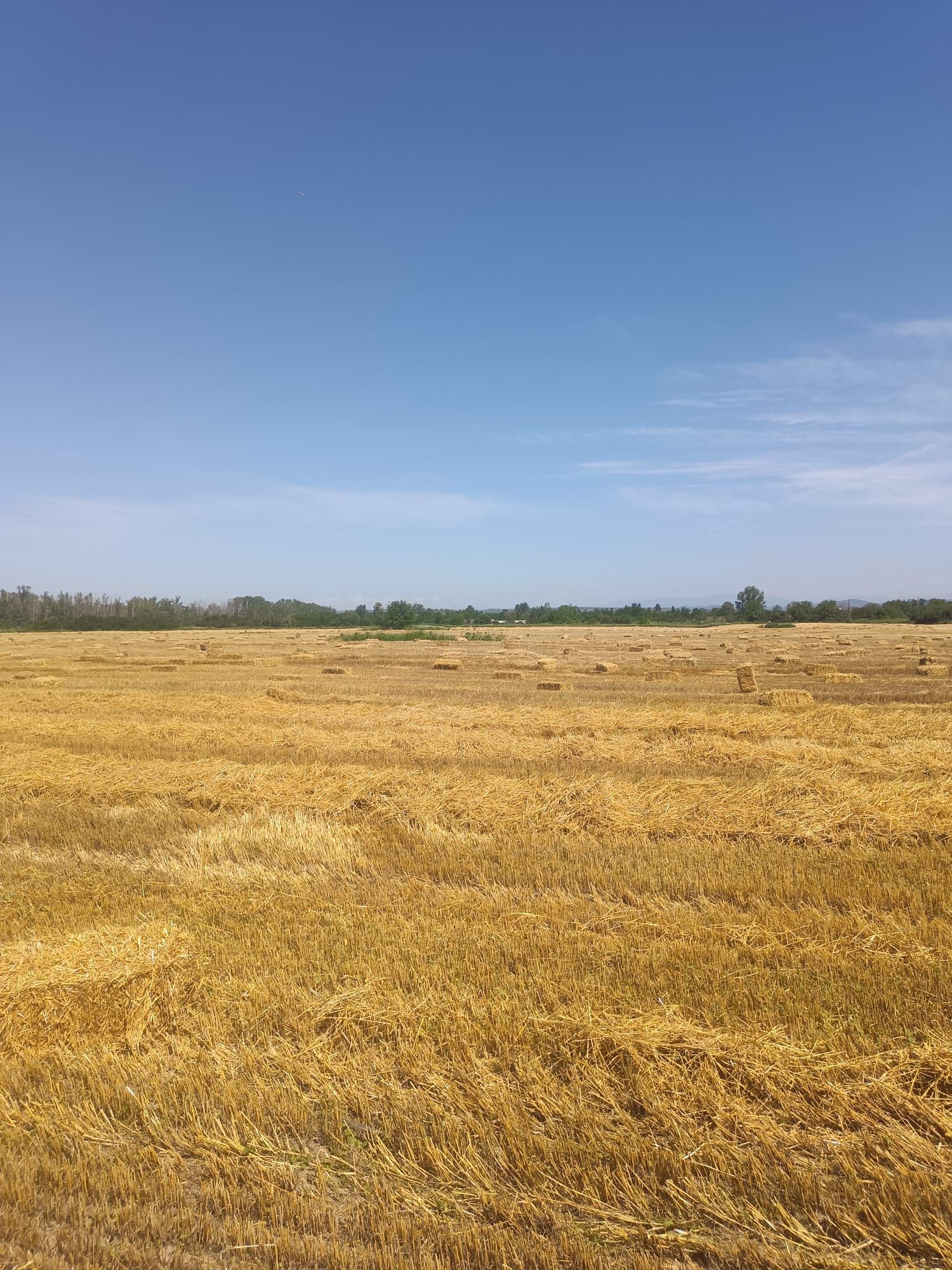 Baloți de vanzare