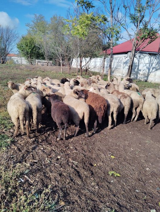 Vând 34 de oi grase