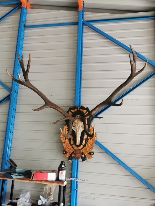 Trofeu cerb carpatin.