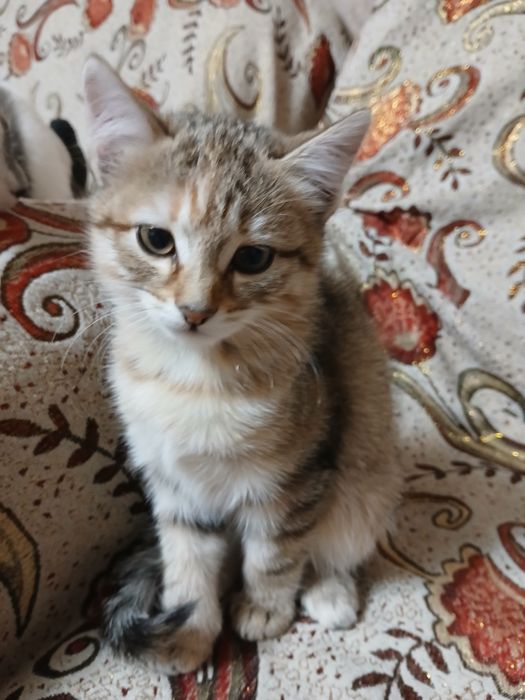 Отдам котёнка в хорошие руки