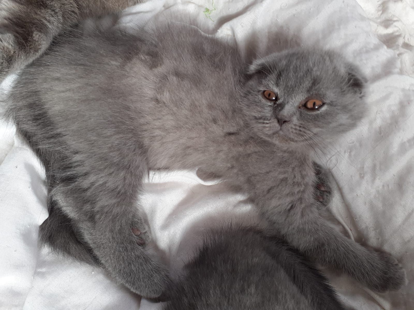 Scottish fold blue