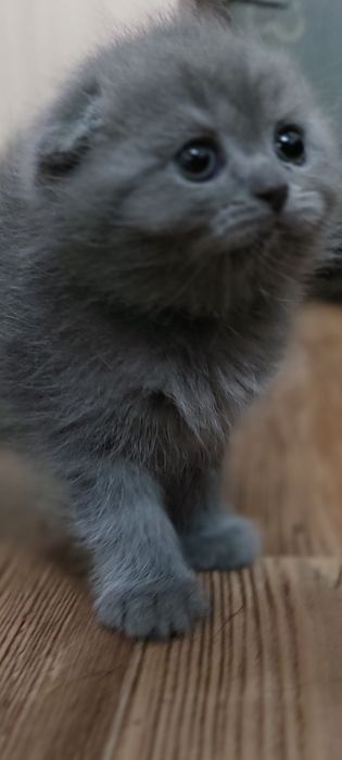 Вислоухие котята