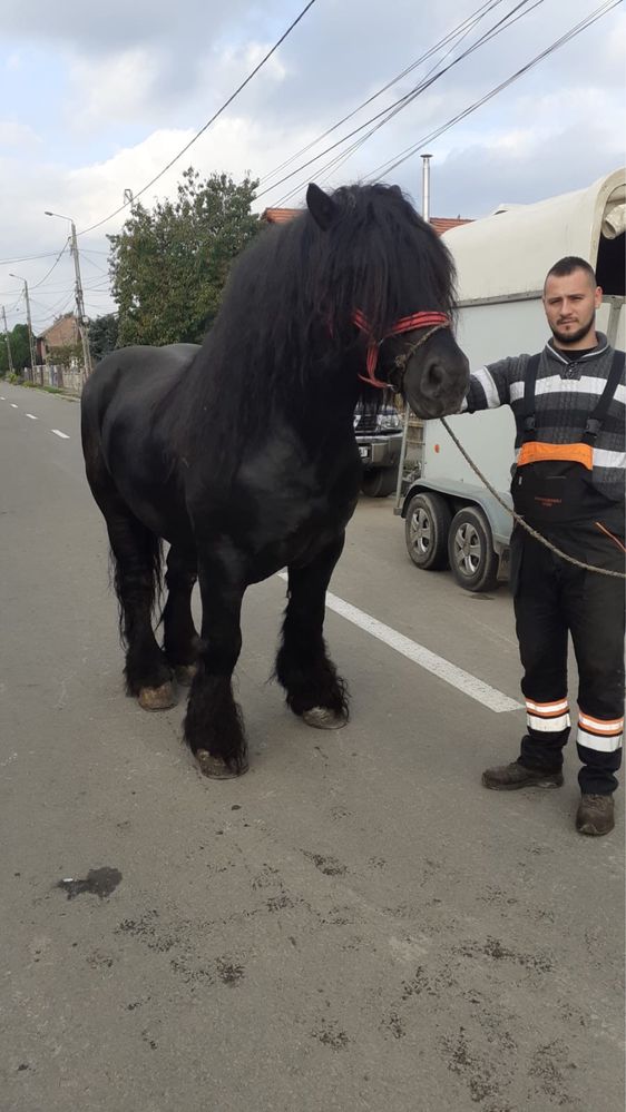 Vând/schimb armăsar de 3 ani