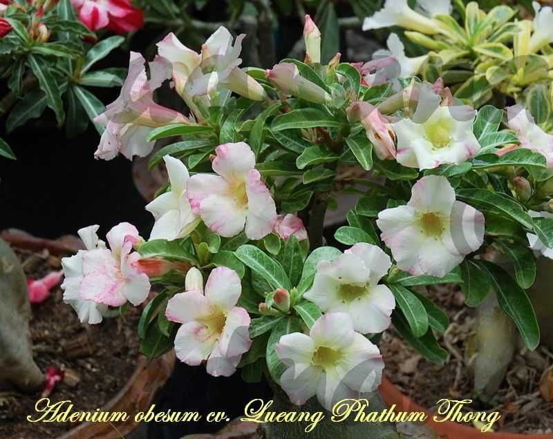 Plic 20 seminte Adenium obesum