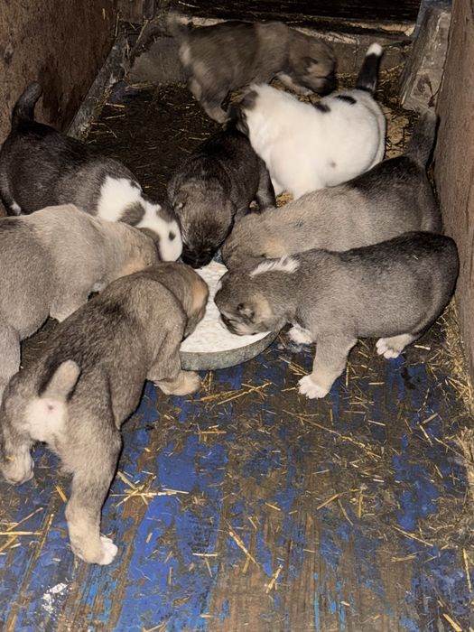 К продаже готовятся щенки