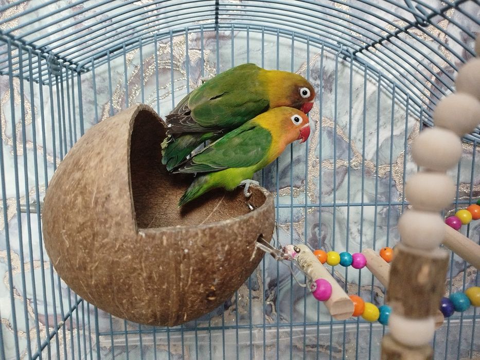 Неразлучники 2 штуки