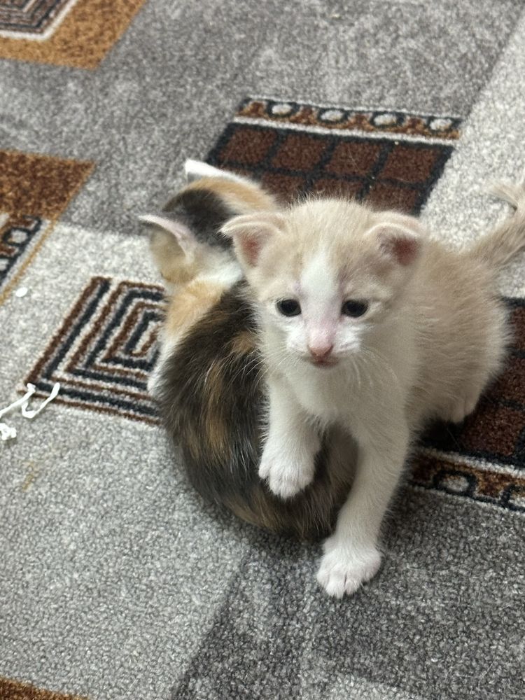 Котята котята котята