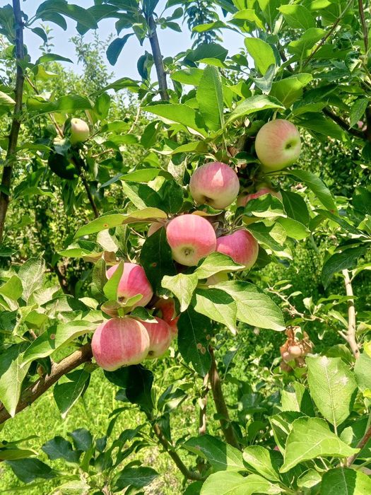 Mevaliy koʻchatlar ishonchliy