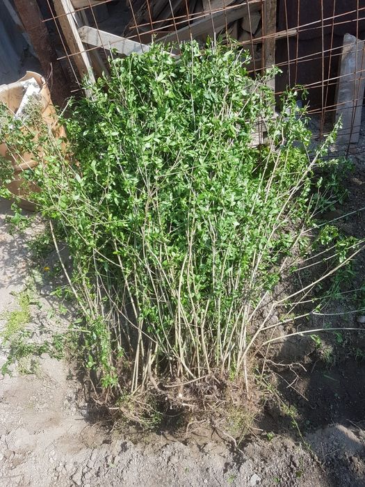 Mesteacan/tei argintiu/tuia/puieti ,lemn cainesc ,fag ,carpen/