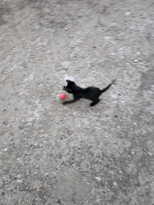 Pentru adoptie 2 pisoi -un motanel si o pisicuta