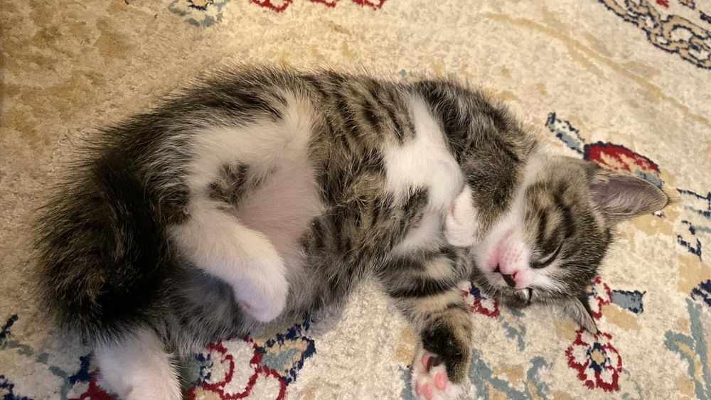 Котёнок  1 месяцев