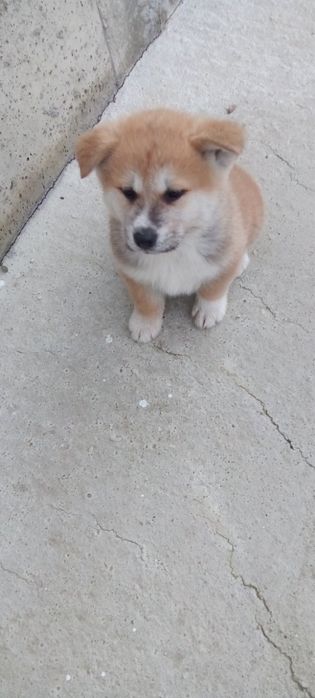 Кученца Акита Ину