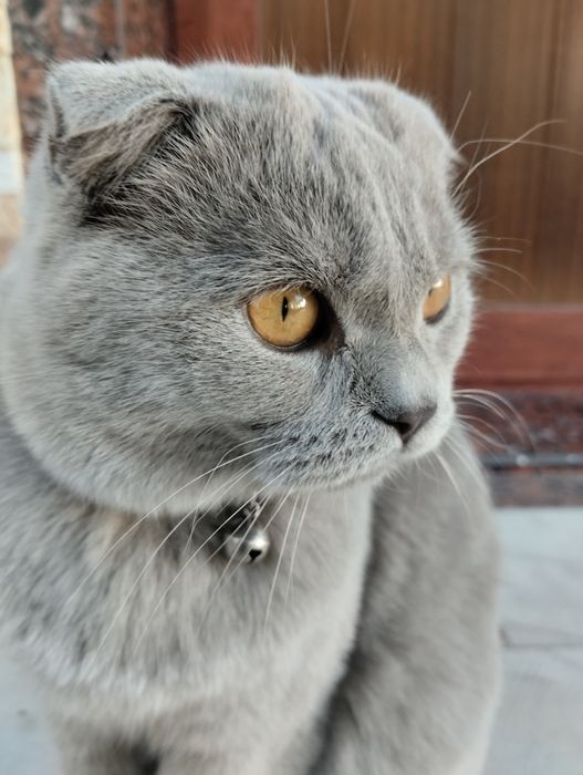 Scottish fold / Шотландская вислоухая