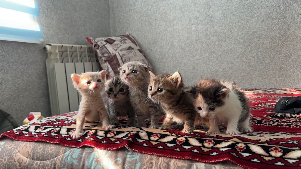 Шотландские котята, продам
