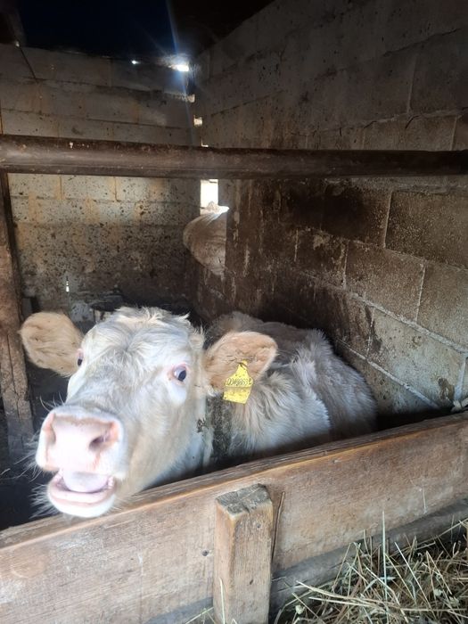 Продам телку 8 мес подсос