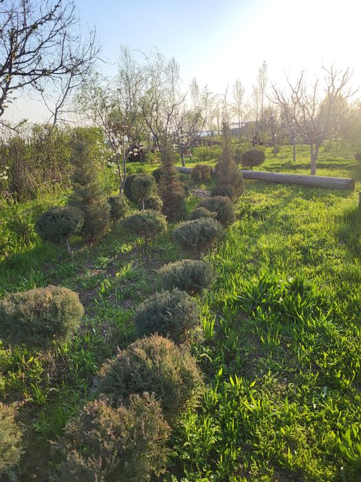 Ёлкы кошет сатылады местный