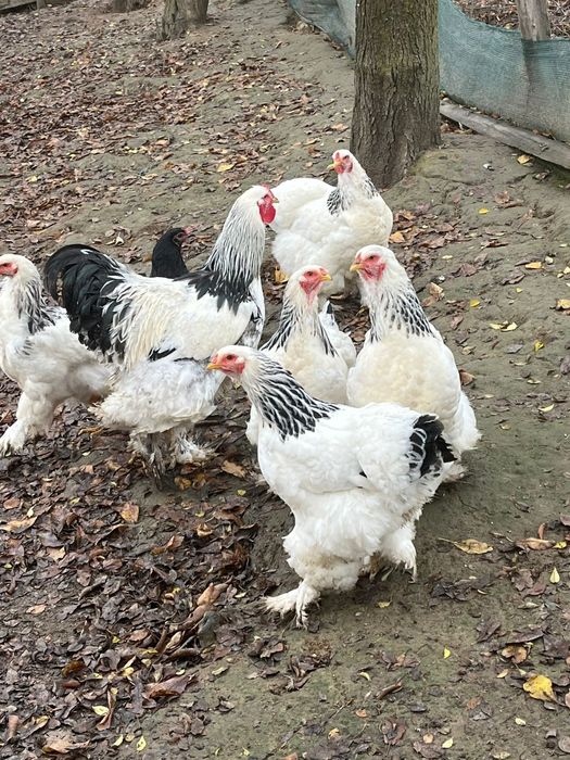 Brahma herminat deschis