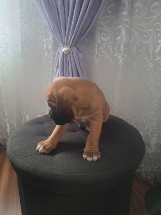 Mascul boxer 2 luni