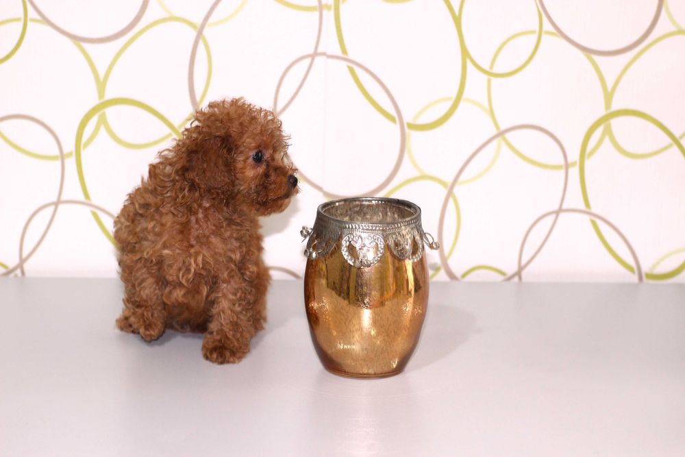 Мини мини пудел - той пудел бебета с родословни родители