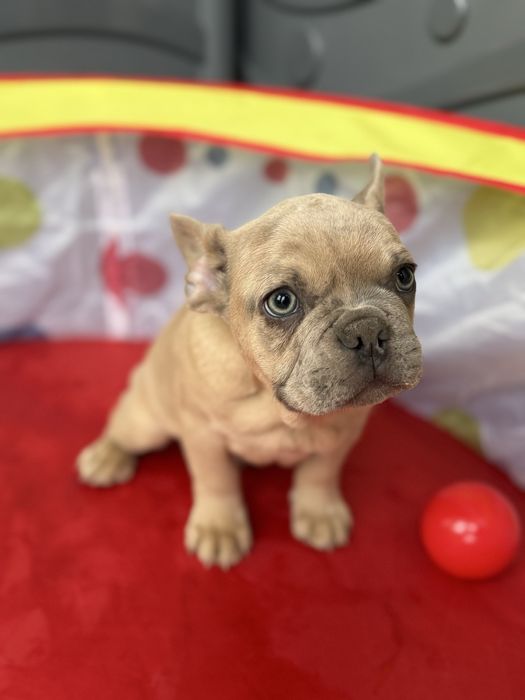 Bulldog Francez Lilac Fawn 3 luni