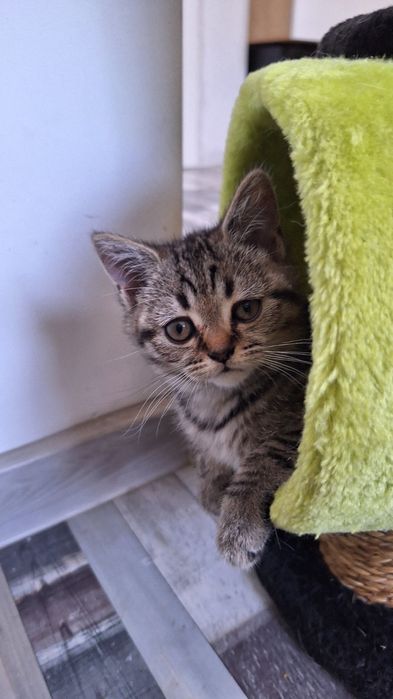 Продавам породисто коте