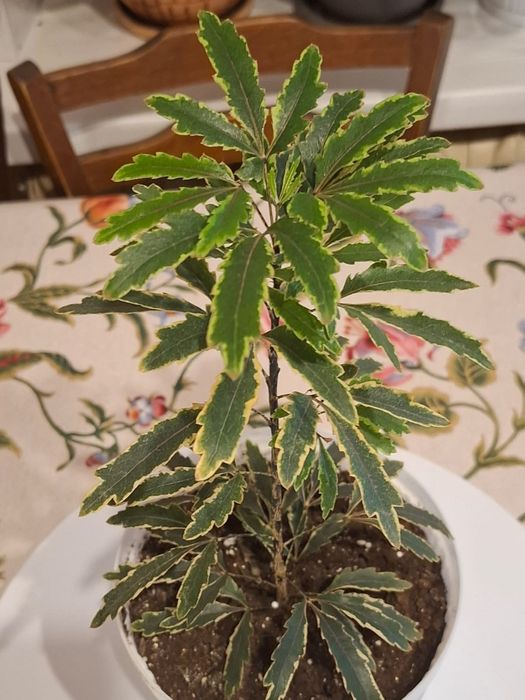 Дизиготека комнатное растение