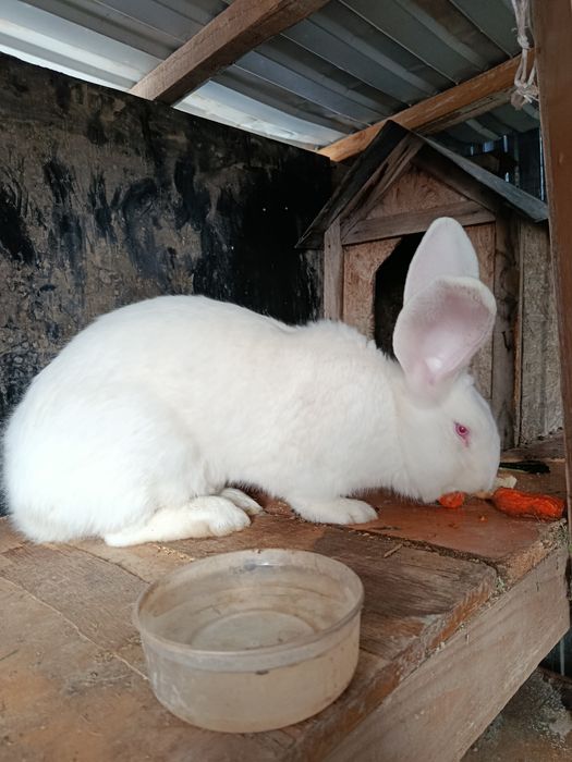 Продам крола фландер