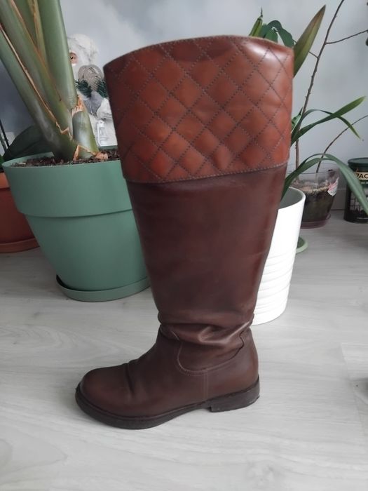 Cisme maro de la musette