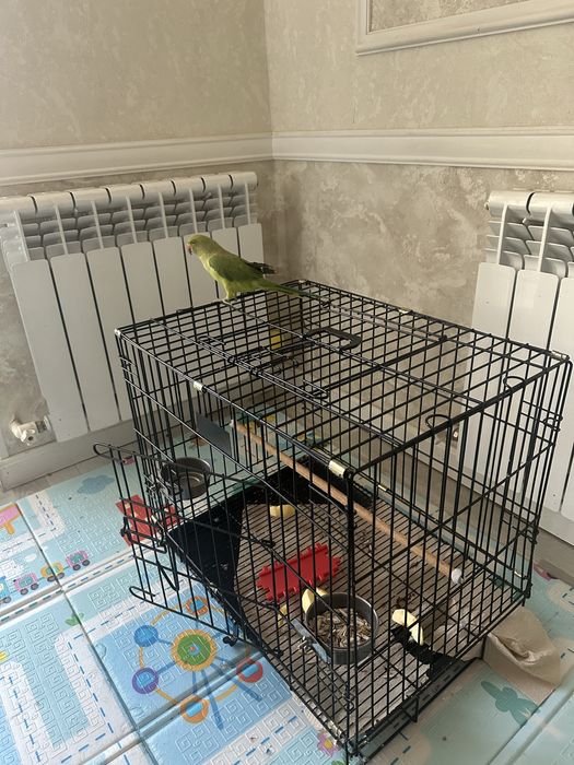 Ajarello ruchnoy sotiladi 1 yoshdan oshgan