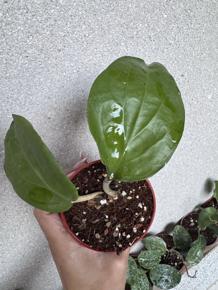 Hoya  surigaoensis - крупнолистная хойя,  доставка  (30000)