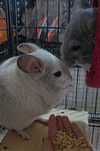 Chinchilla adulte familii sau individual