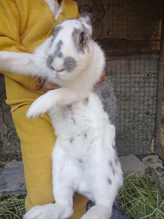 Ona quyon va bolalari sotiladi