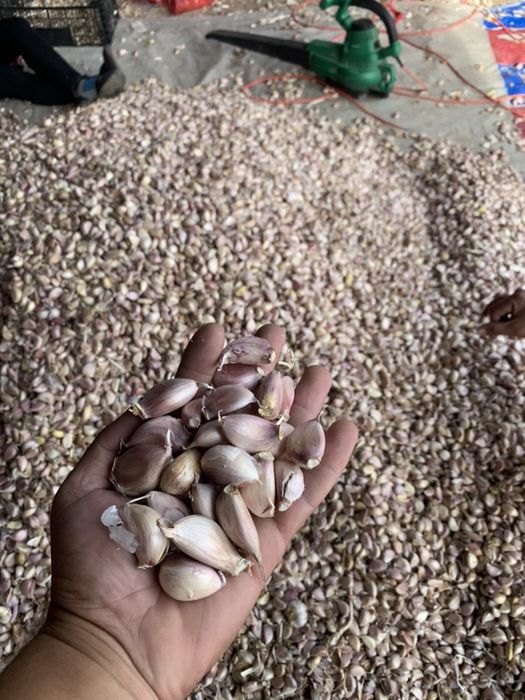 Vand usturoi soi national si chino pentru plantat