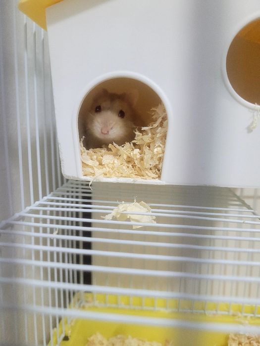 Hamster + cușcă.