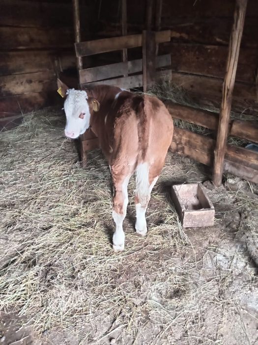 Vand vaca de 6 ani cu vitel