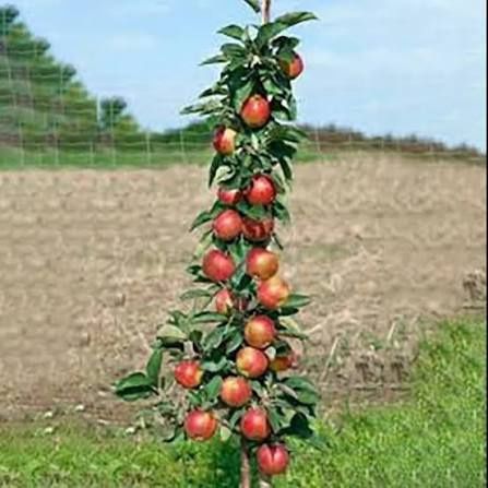 Măr columnar polka la ghiveci