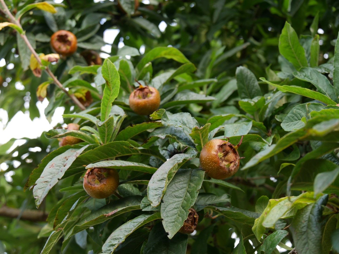Мушмула (Mespilus germanica)