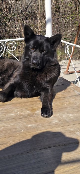 Кобель на вязку возраст три года