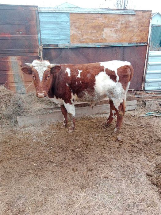 Продам корову  1,8 лет