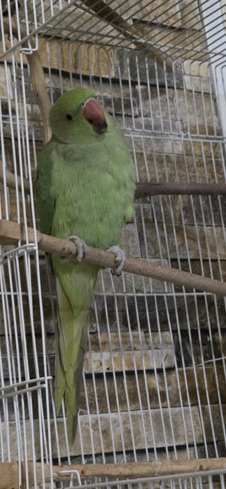 Ожереловый попугай 9 месяц