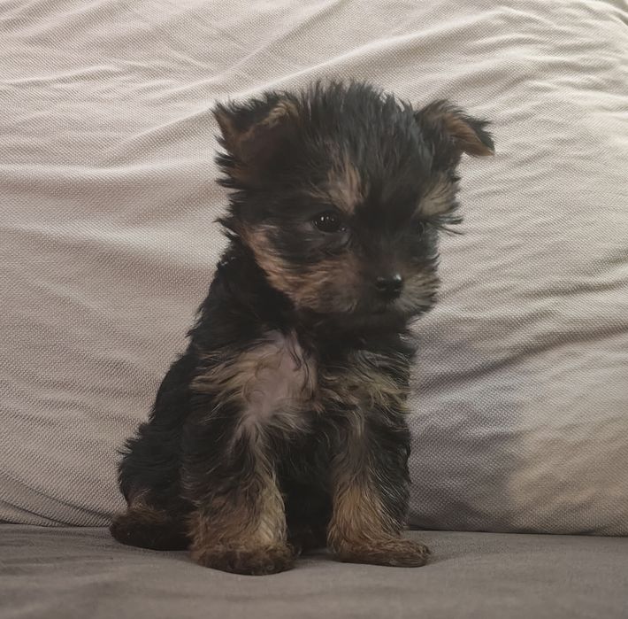 Йоркширский терьер