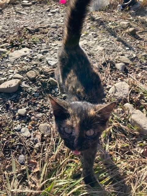 Donez pisica - pentru adoptie